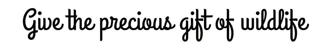 gift copy.jpg