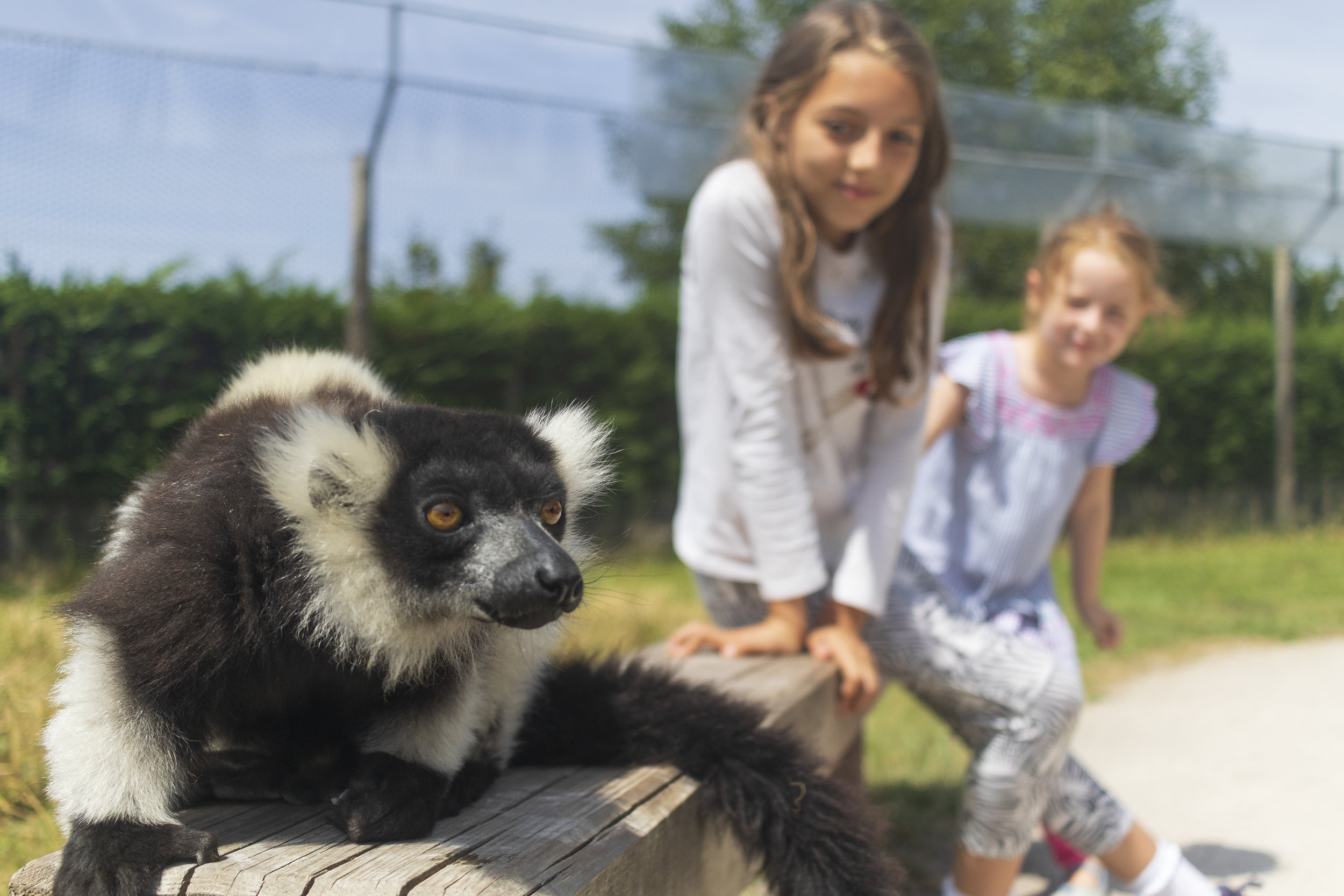 Lemur Girls_O7A3574.jpg