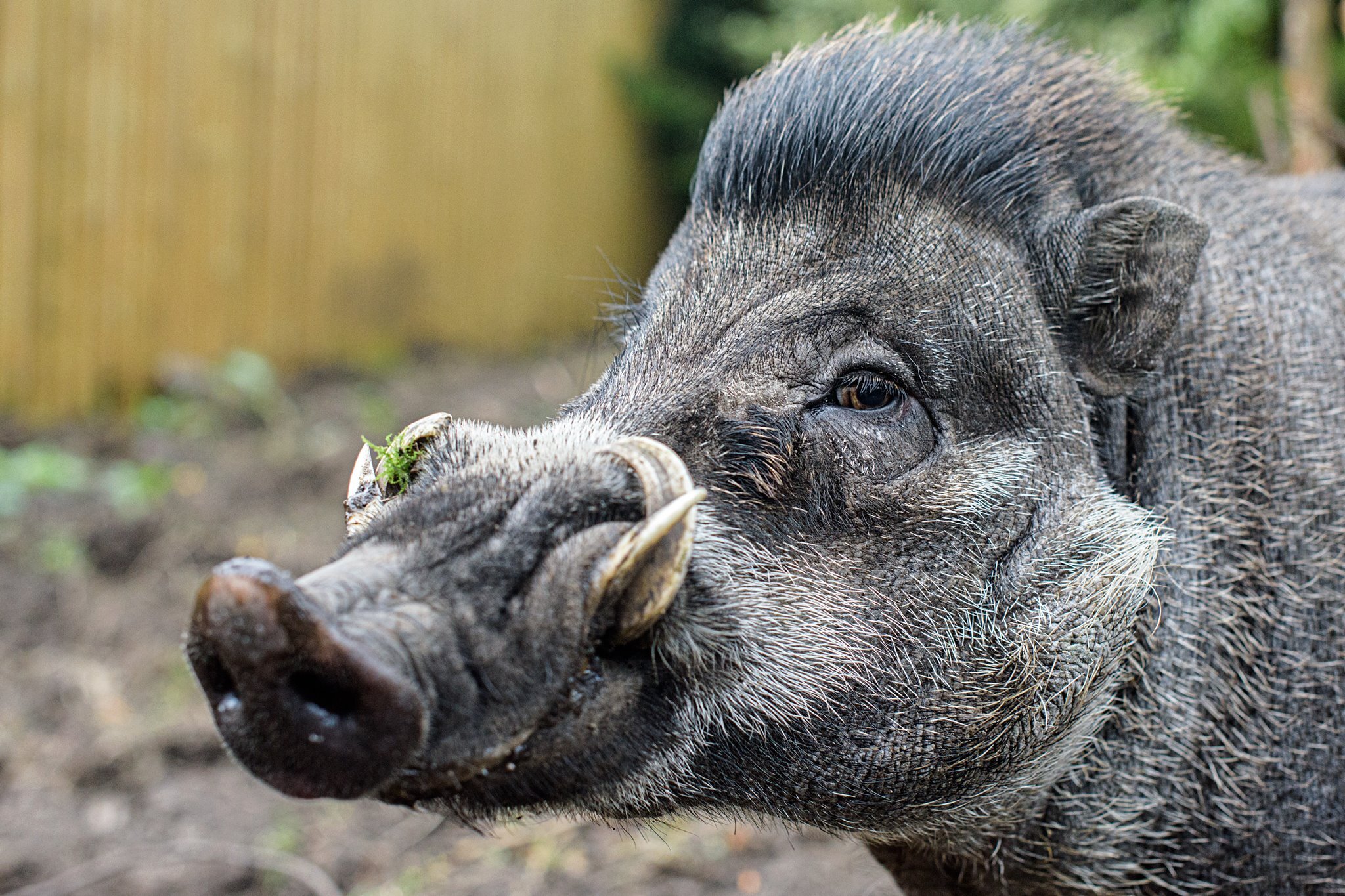 Warty Pig Food Parcel — Peak Wildlife Park Warty Pig Food Parcel — Peak Wildlife Park
