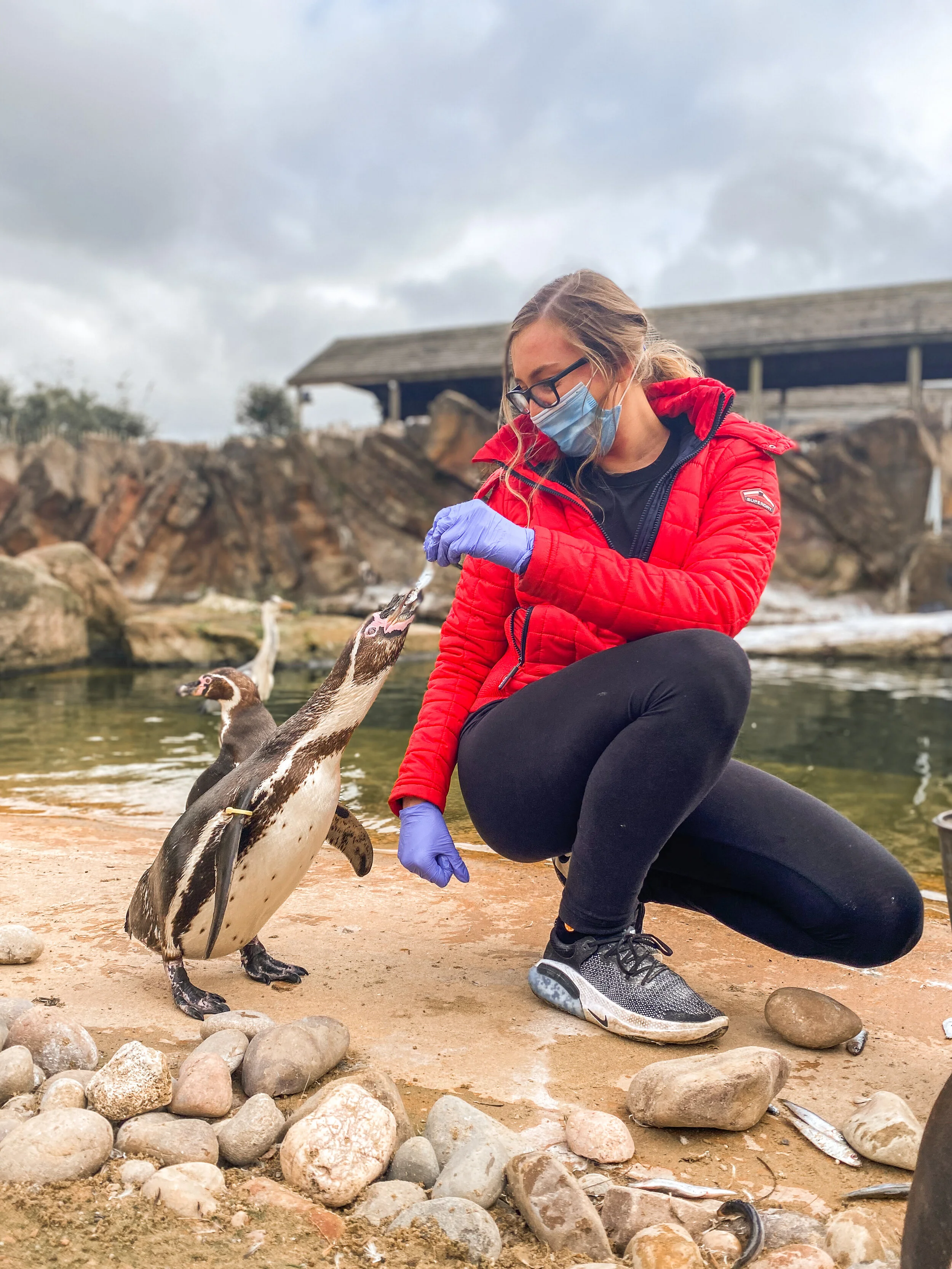 Animal Experiences — Peak Wildlife Park