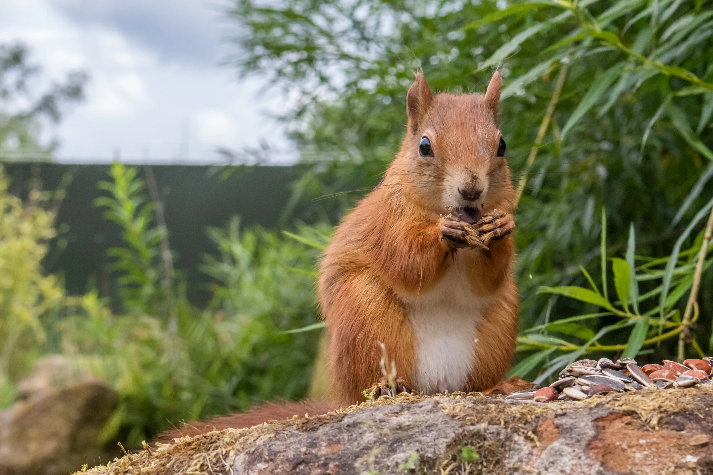 Walk with Red Squirrels — Peak Wildlife Park
