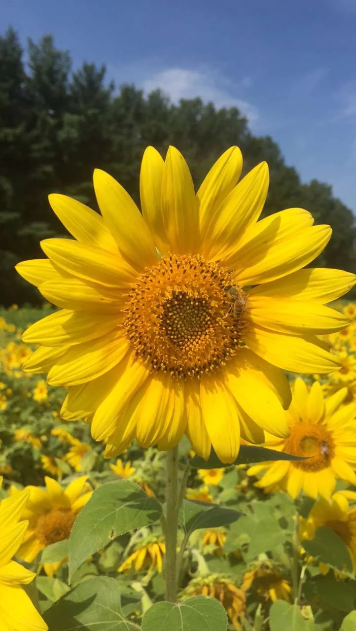 He loves me. He loves me not.