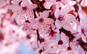 spring blooming.jpeg