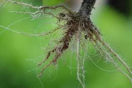 roots pic.jpeg