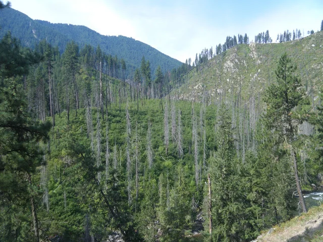 MooseCreekArea_CNZNF_2010.JPG
