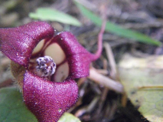2010huckleberryflatsLochsaCNZNF_2.JPG