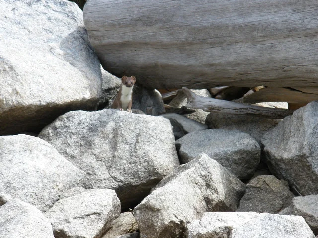 animal_BlodgettBNF_SierraClubTrip2010.JPG