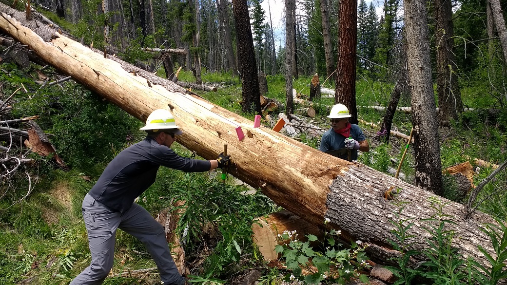 Volunteers cutting out a big log