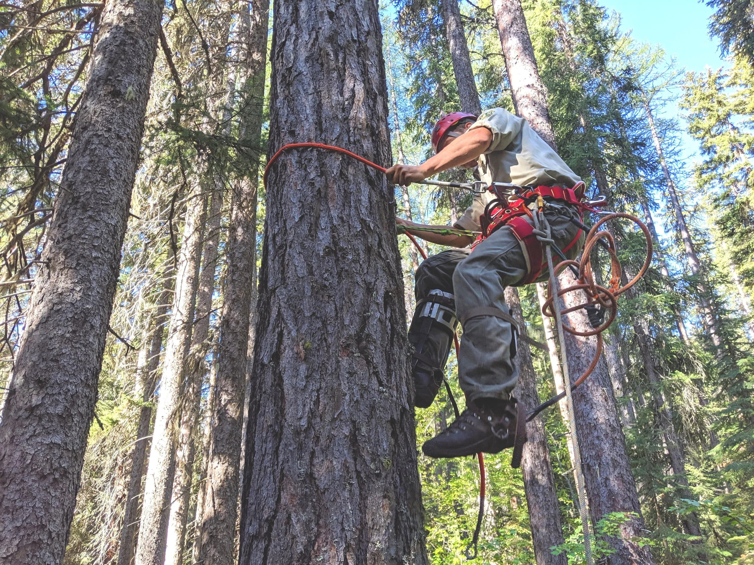 Adam Washebek climbs the Larch Tree to rig it for felling