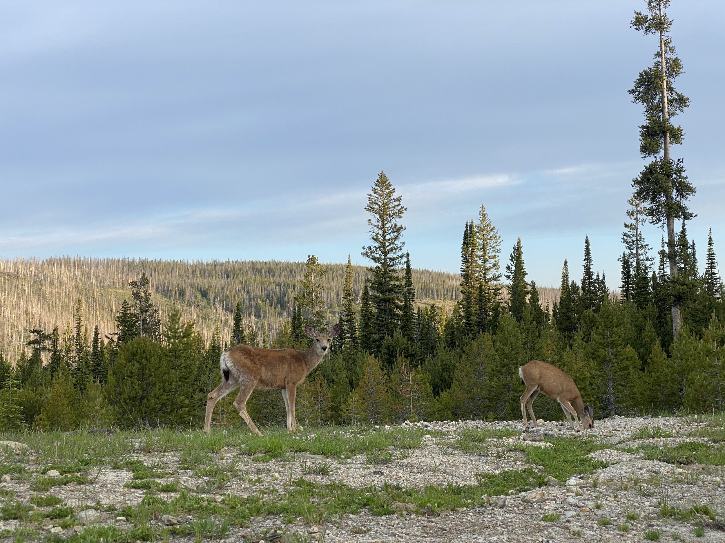   The only megafauna we’ve seen all summer: pesky camp deer, although we definitely heard Bigfoot  