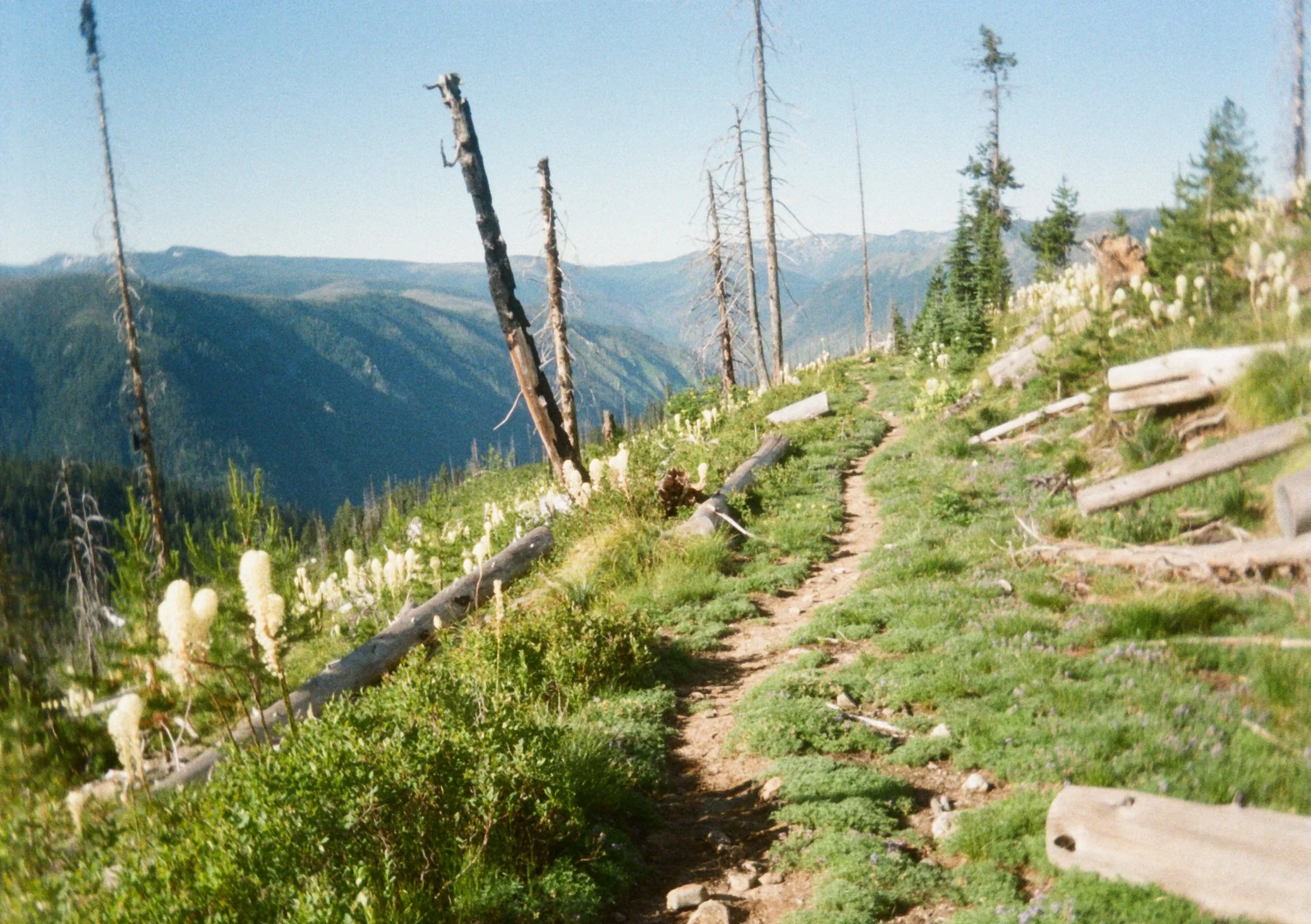  Trail #486 looking majestic and clear! 