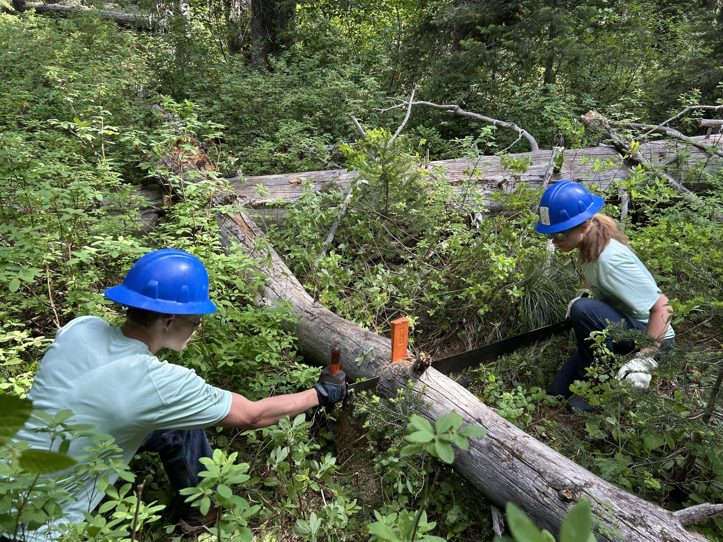 Declan and Cecilia cutting, Boulder Creek, SBW, BNF, photo by Jacquelyn Bouchard.jpeg