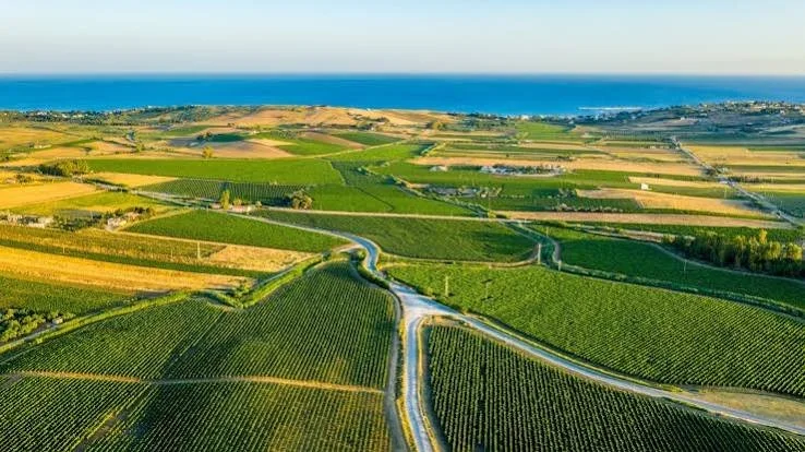 vineyard.jfif