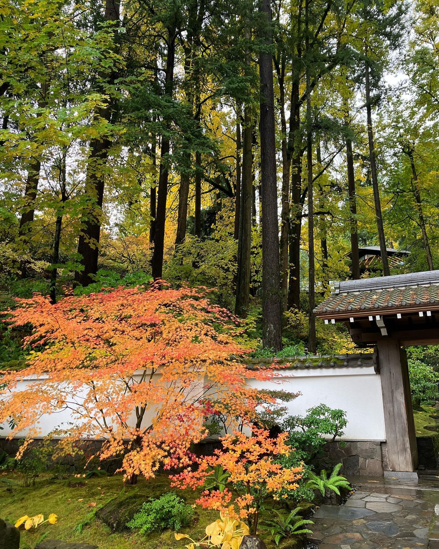 Finally made it to the @portlandjapanesegarden and all my tree dreams were realized 🥰🍁🏯