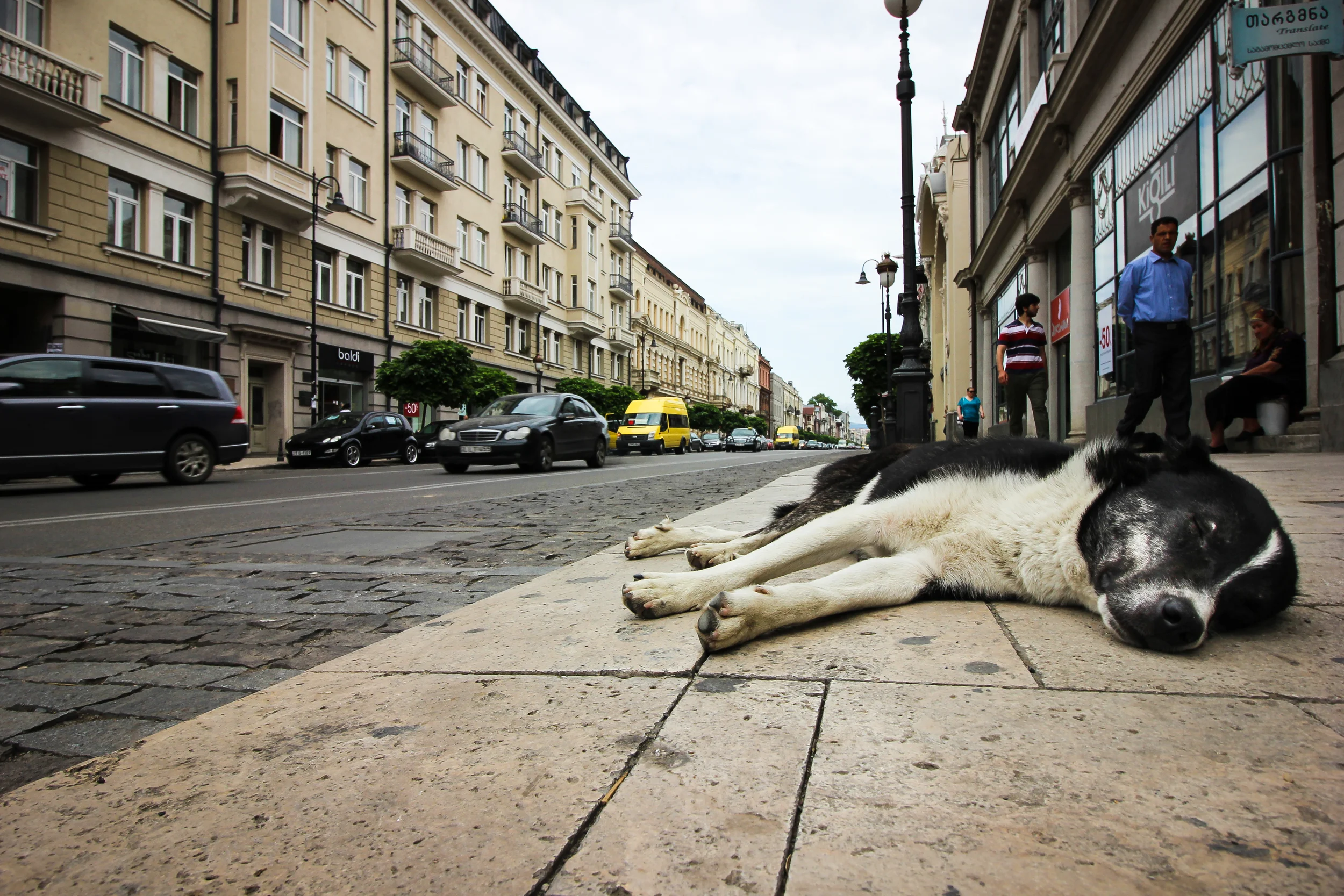 Marjanishvili Dog