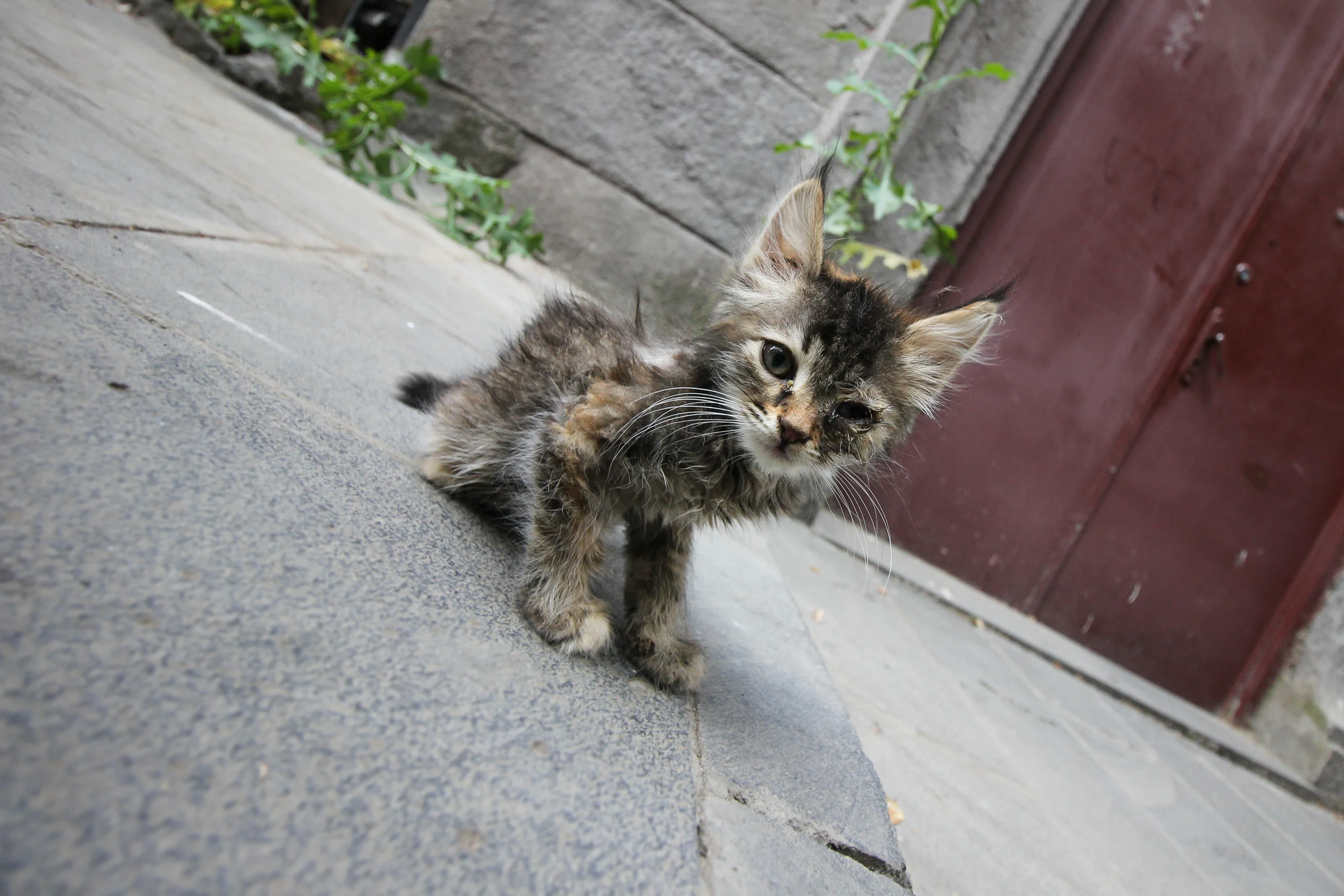 Hello kitty!