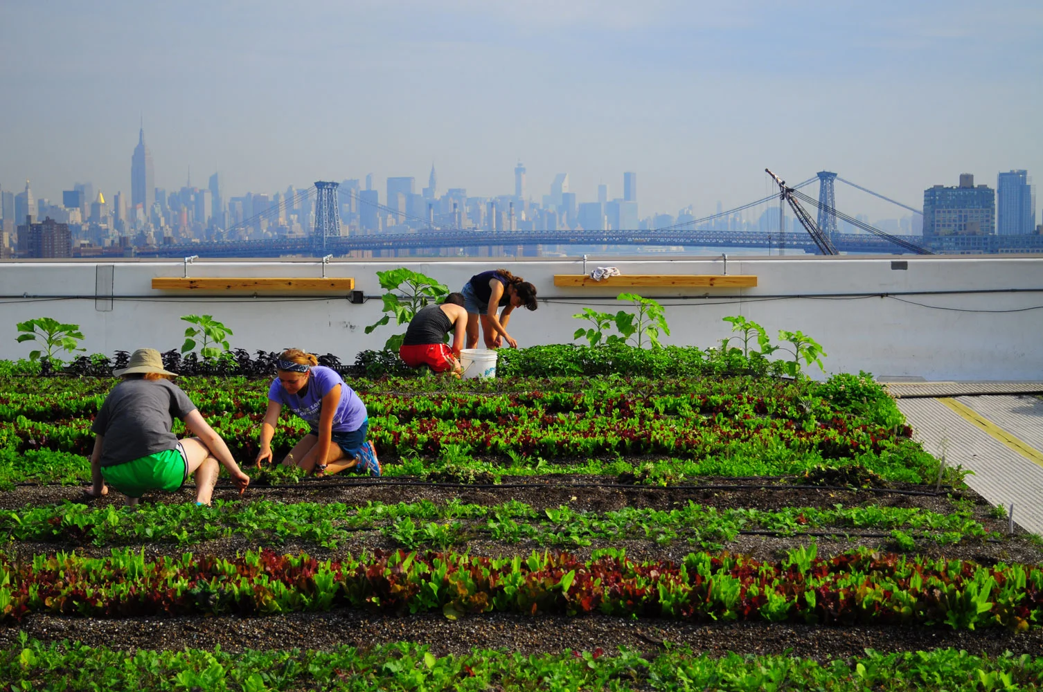 Brooklyn Grange, theLargest Rooftop Soil Farm