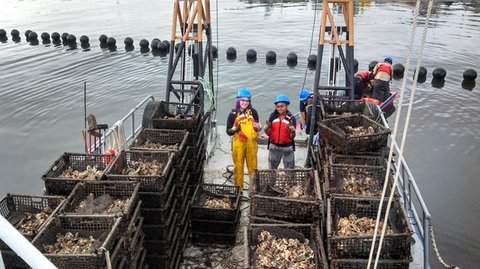 The Billion Oyster Project initiative along the waterfront (BOP), is a long-term, large-scale plan to restore live oysters to New York Harbor. 