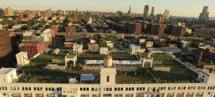 Brooklyn Grange Rooftop Farm