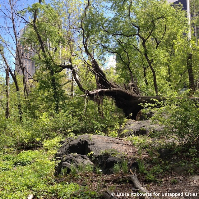 Hallett-Nature-Sanctuary
