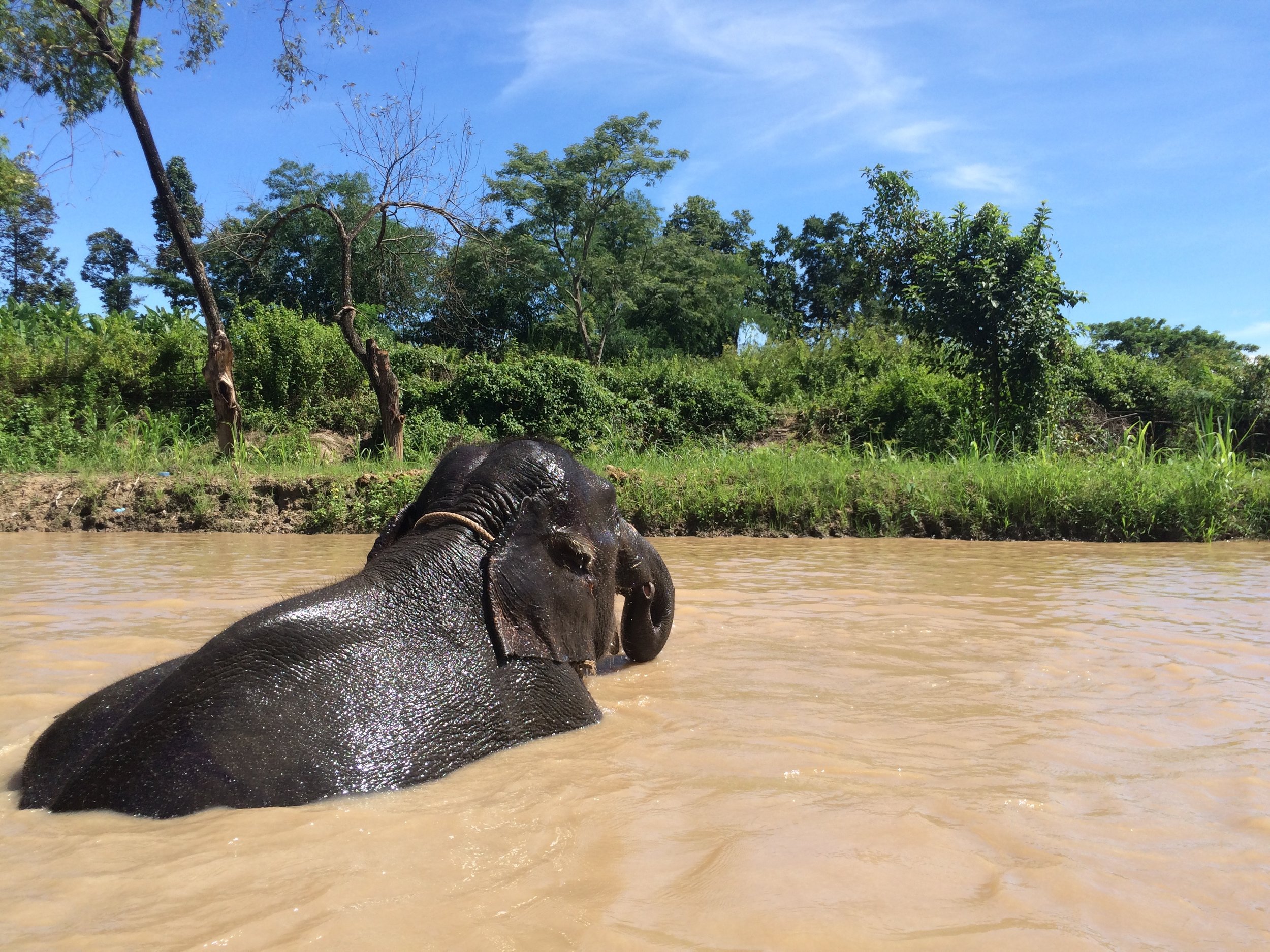 Chiang Mai, Thailand - Retired Elephant Park