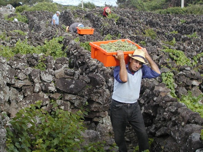 Picking grapes