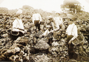Harvesting grapes (historic photo)