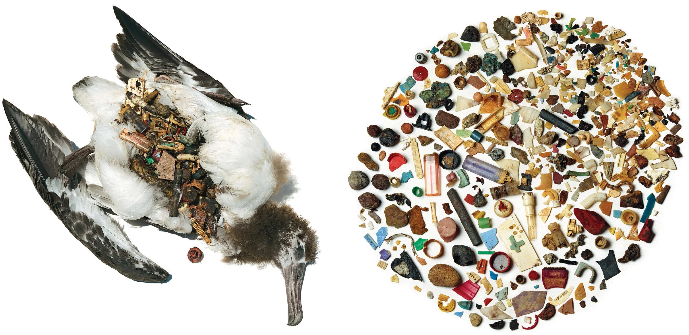 plastic_ocean_seabird.jpg