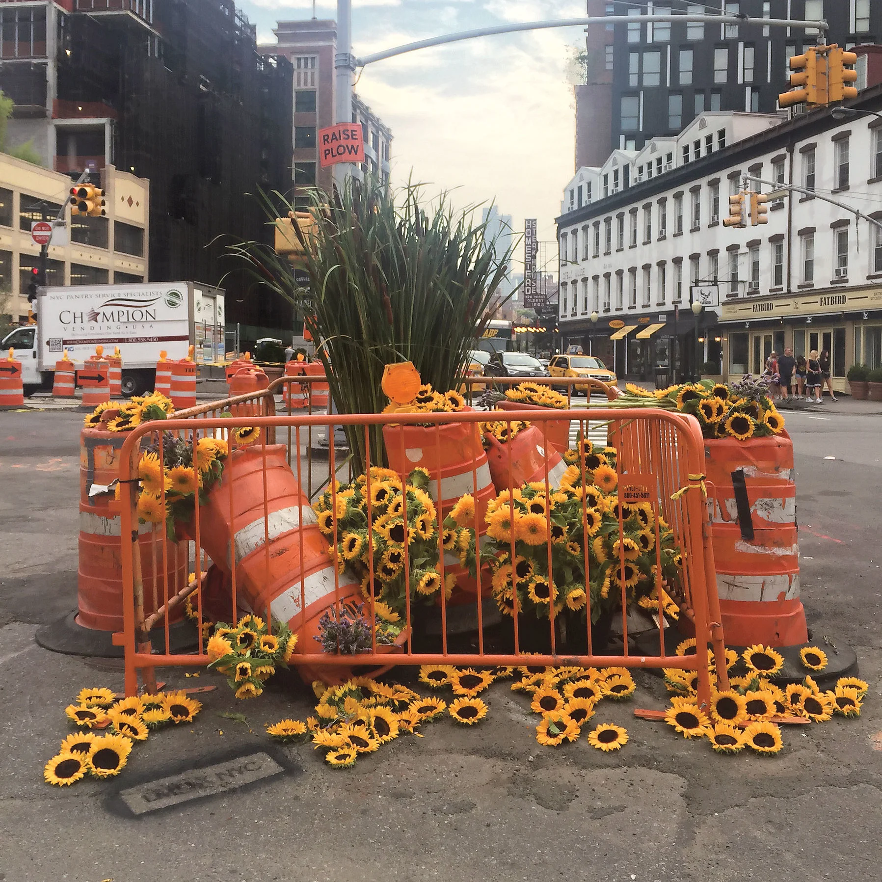 Sunflowers and cattails at a Greenwich Village construction site.