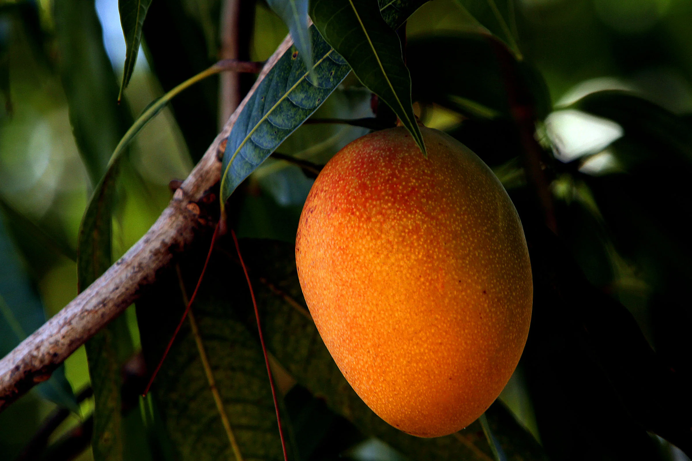 Mango