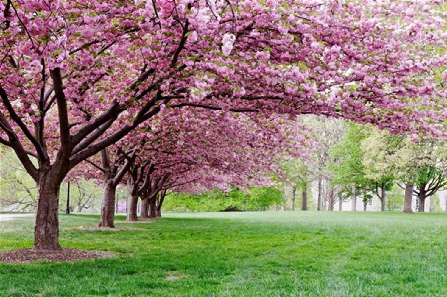 Cherry Trees