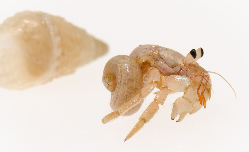 Hermit+Crab+Naked+01.jpg