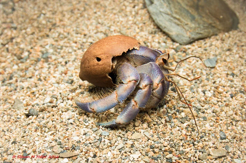 Hermit Crab Trash 05.jpg