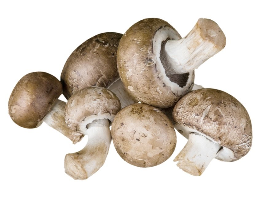 Turning to Nature for Sustainable Building Materials 