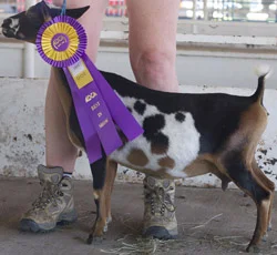 nigerian dwarf goats