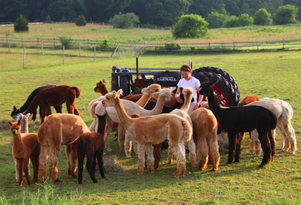 Peter simon island alpaca s