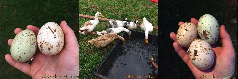 RockinHFarmAnconaDucks&Eggs