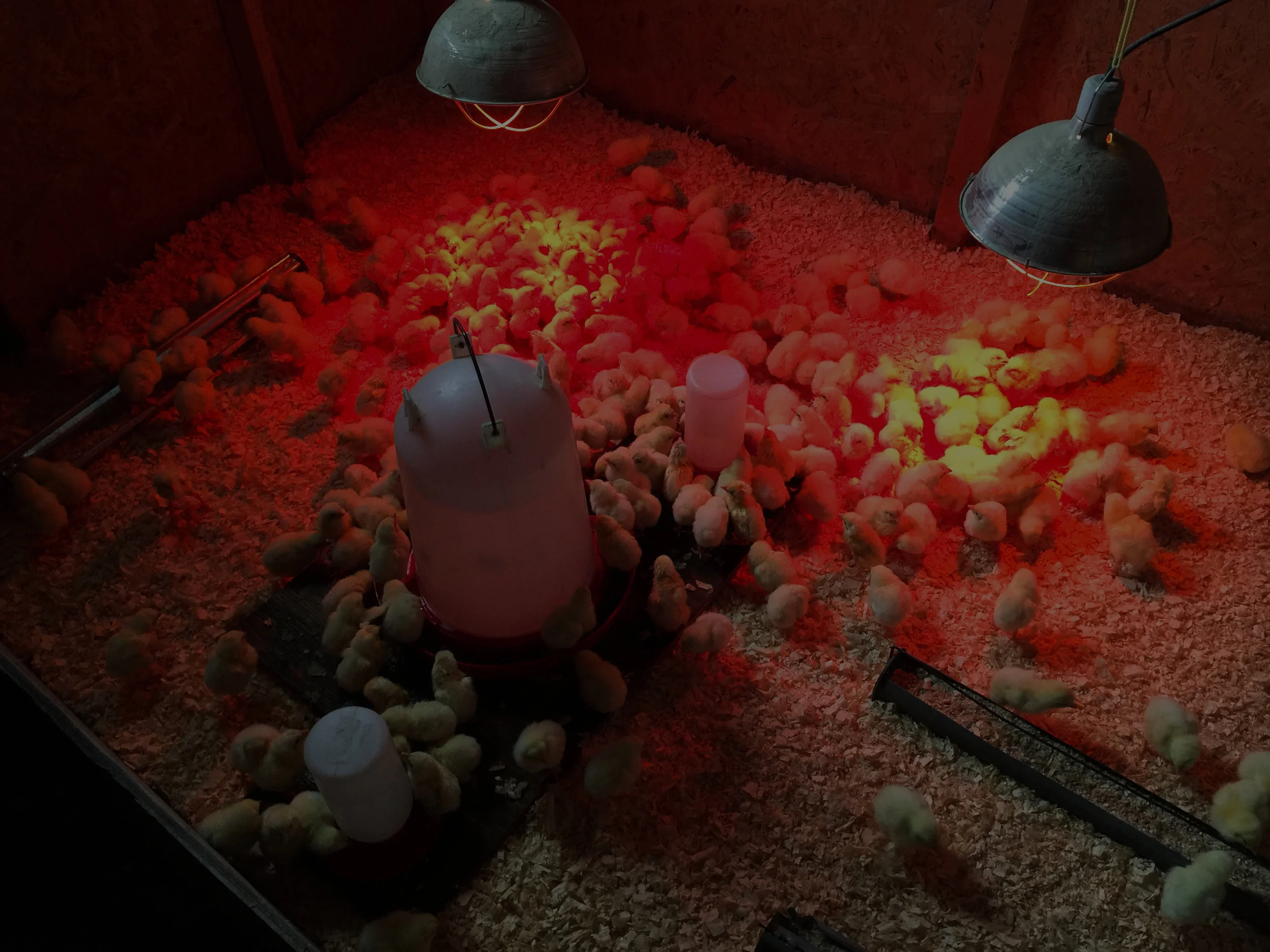 chicks_dude-0669.jpg