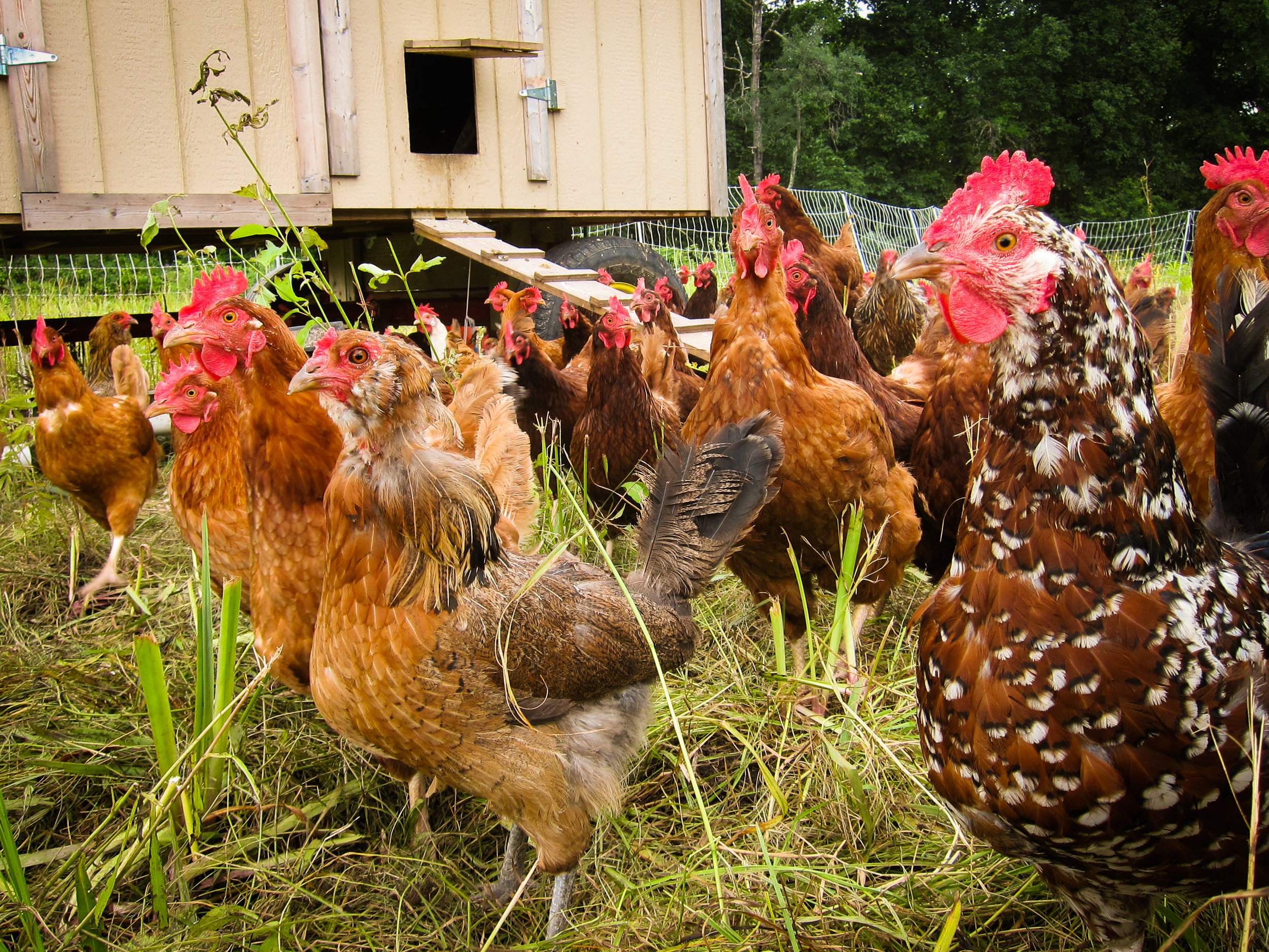  We managed a flock of about 400 egg laying hens in three different mobile coops that were moved every other day. 