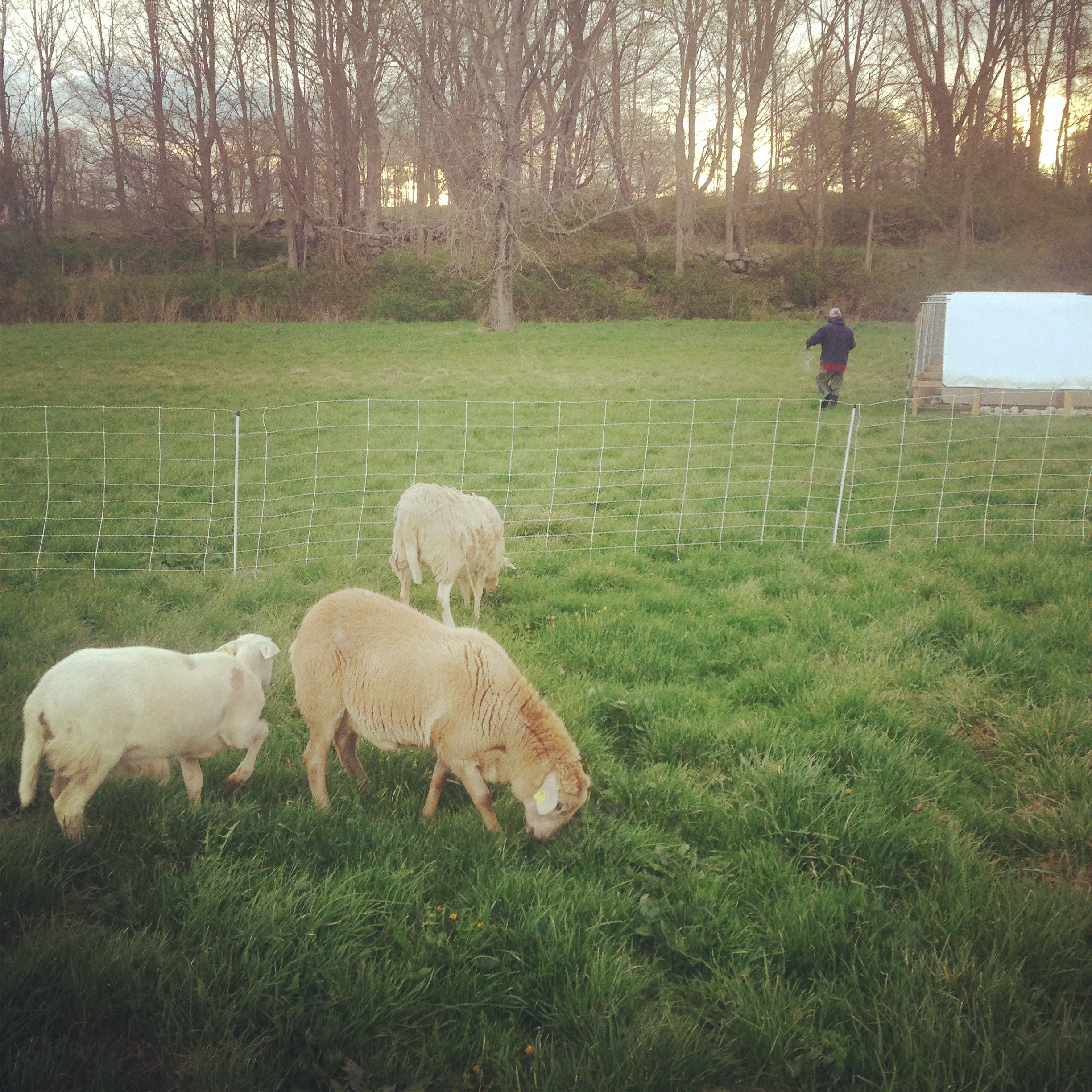  We rotated sheep in front of broilers and layers to keep grass mowed and provide us with a little mutton sausage. 