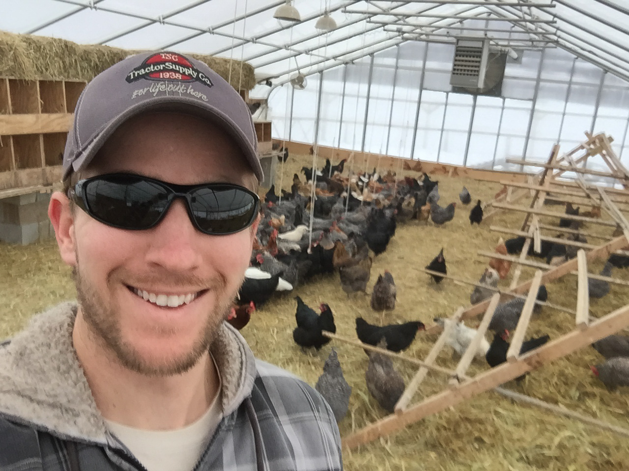 I kept 250 egg layers in a greenhouse over the winter. I have learned a lot since I first tried this, but it was a hassle then.