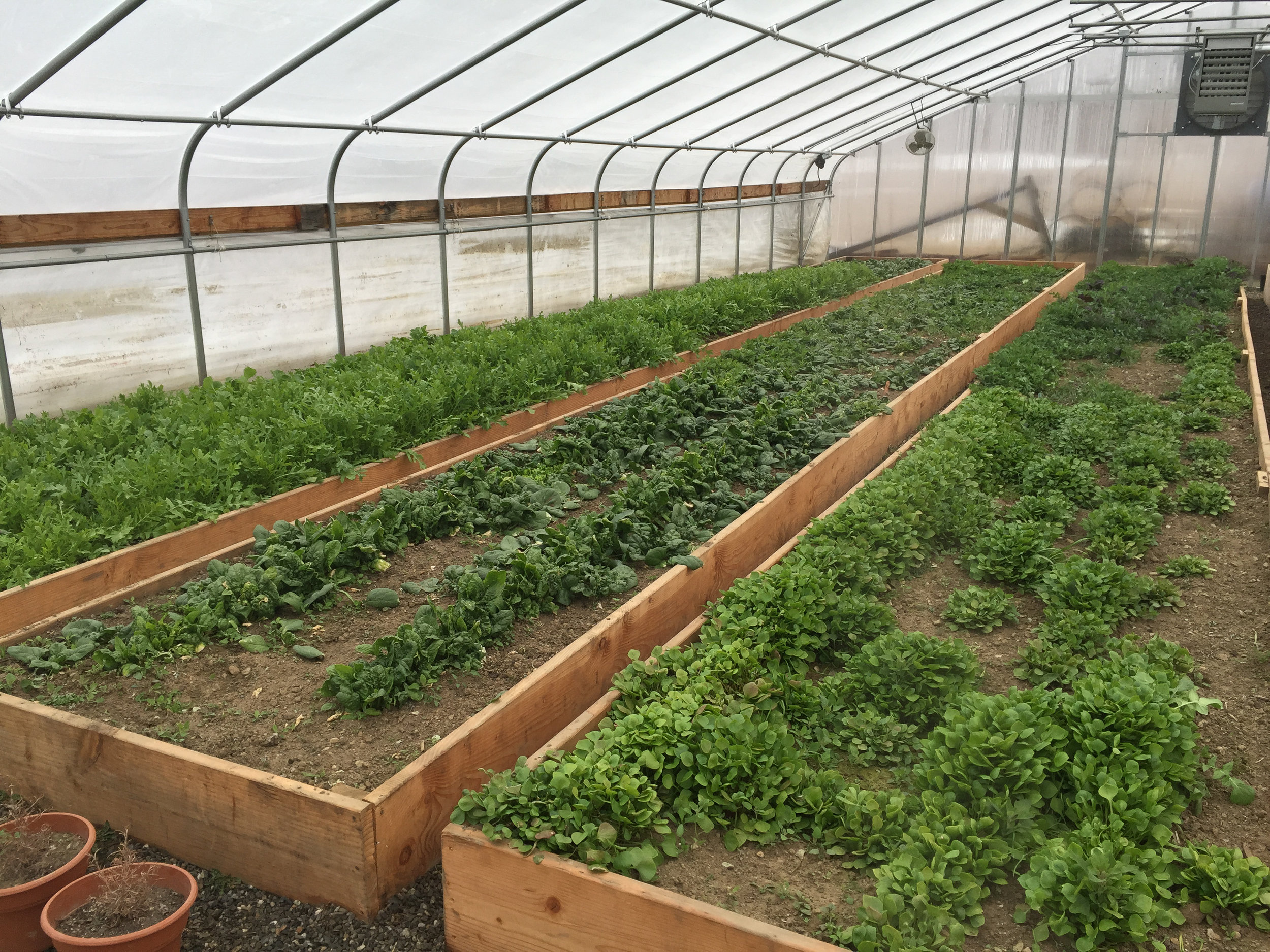 My greenhouses have gravel floors. I tried building raised beds to grow veggies. They became rat-hotels and that project failed eventually. Rats - 1, John - 0