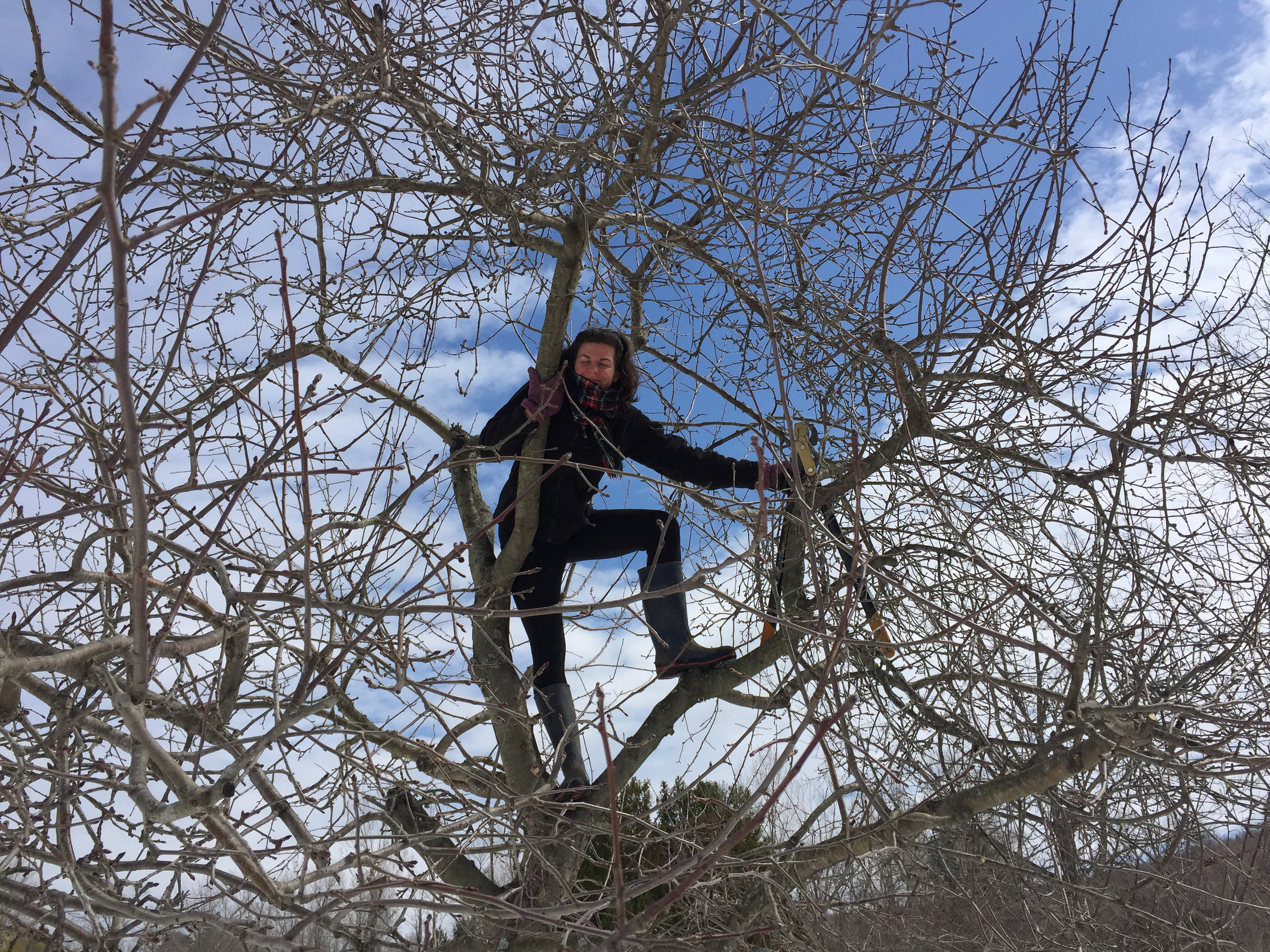  Kate climbing apple trees and pruning.&nbsp; 