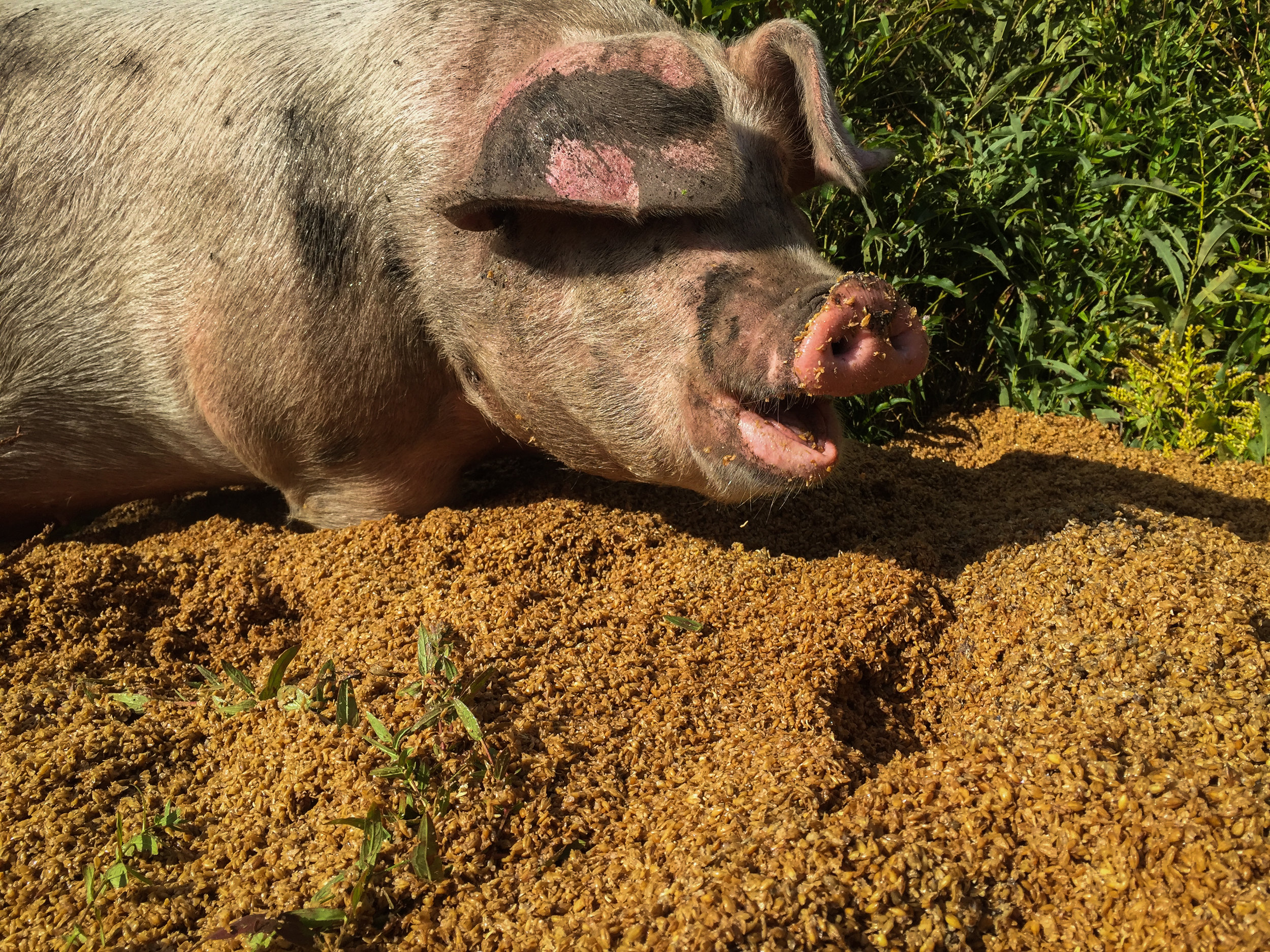 Because I can't NOT include a picture of our big fat pigs. Here "Rosemary" munches on some spent brewer's grains.