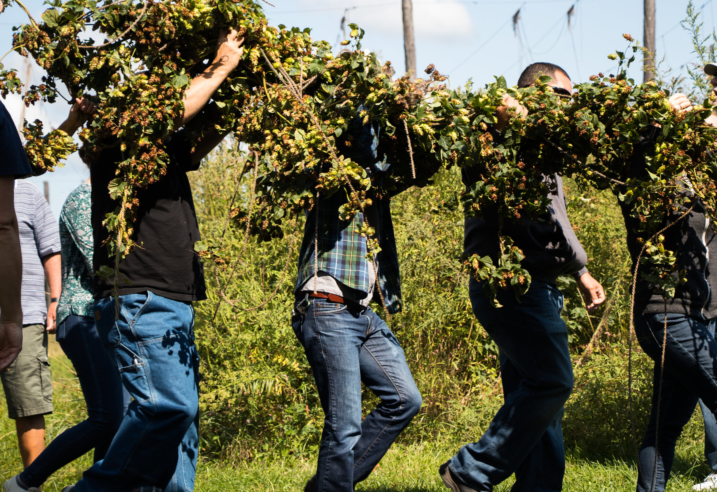 Hop Harvest