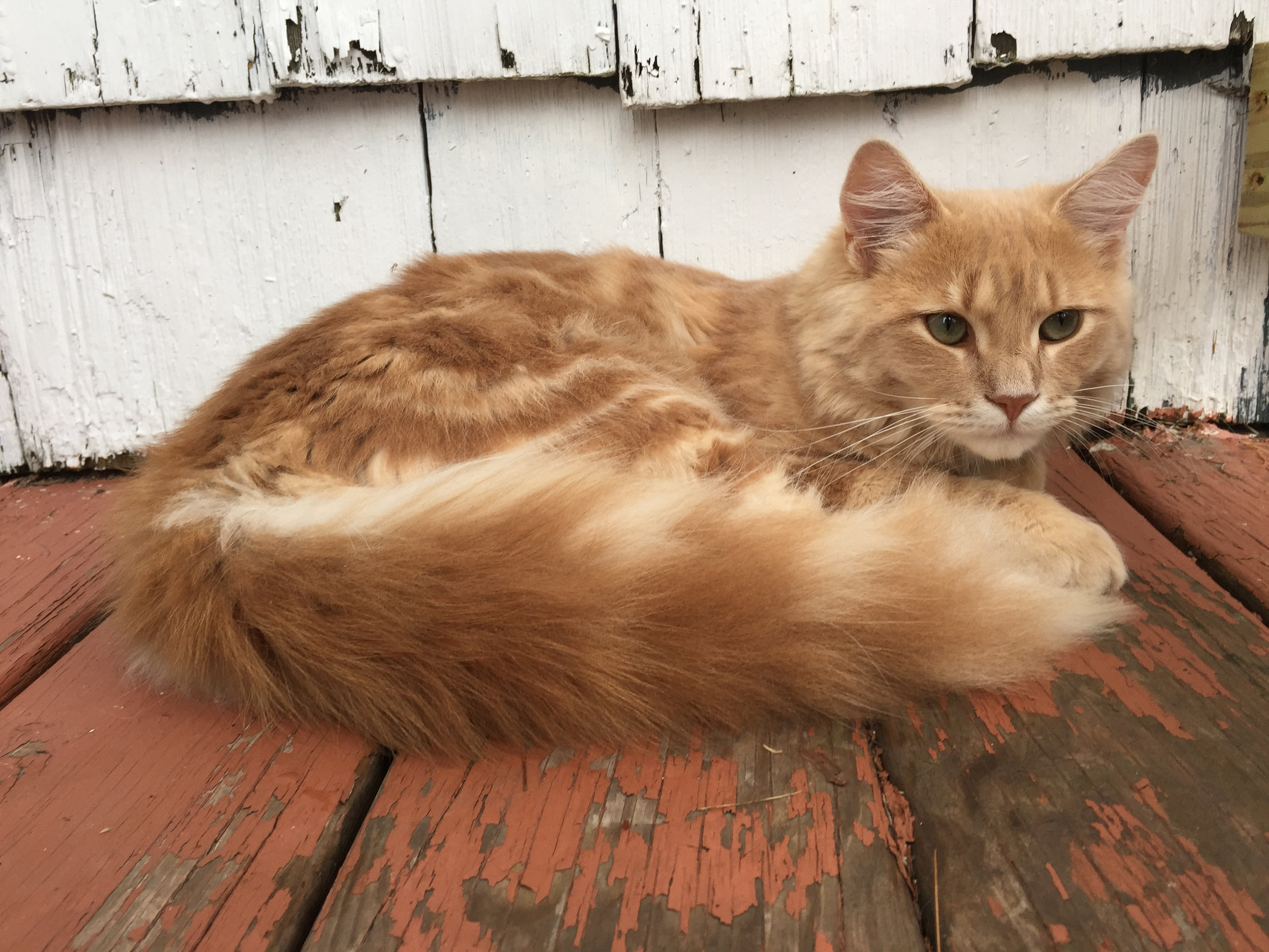  Buddy Sprinkles is growing up. He's a great mouser when he's not busy warming the hearts of everyone he meets. 