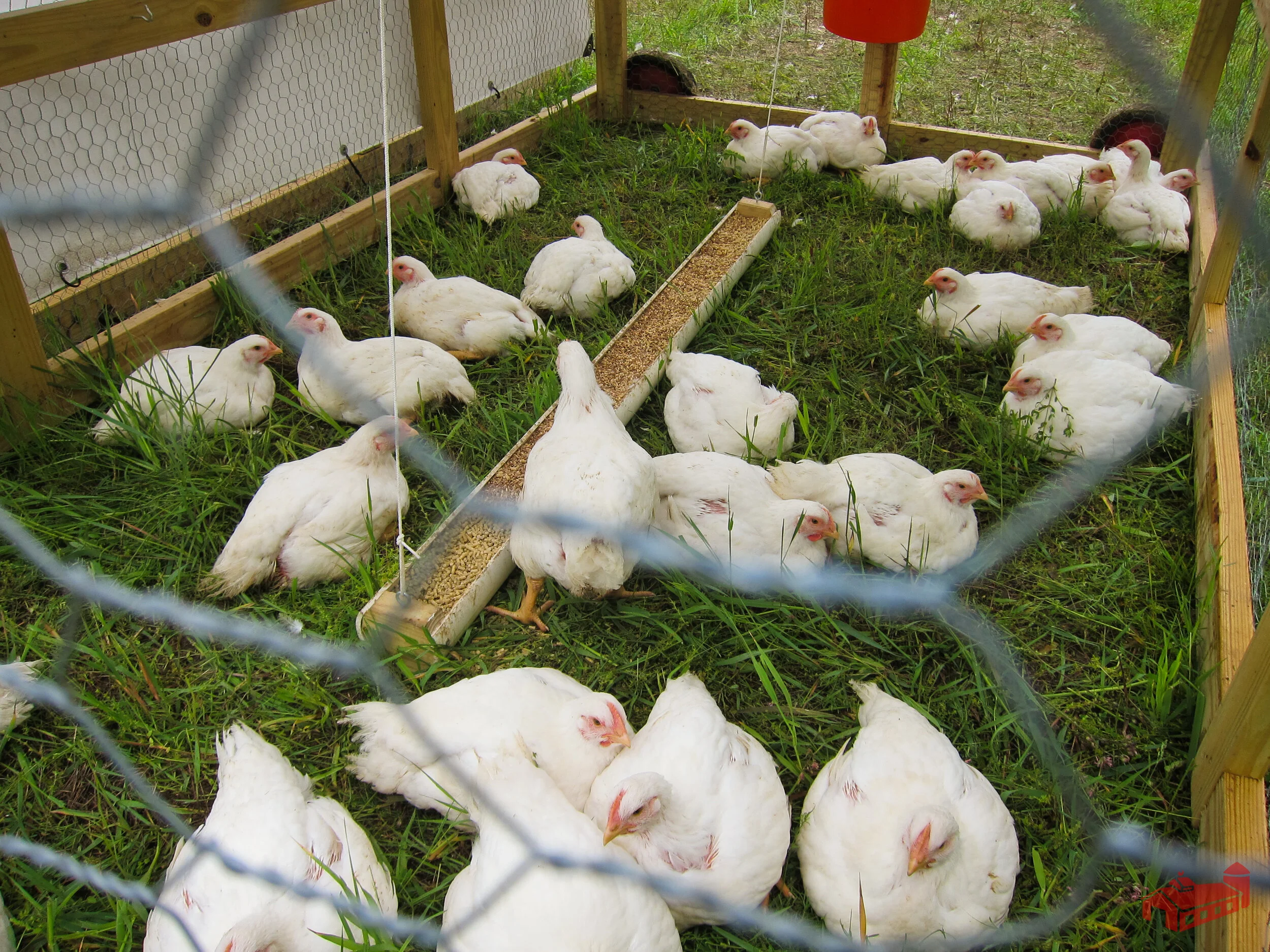 What is a chicken tractor? Answered! — Farm Marketing Solutions