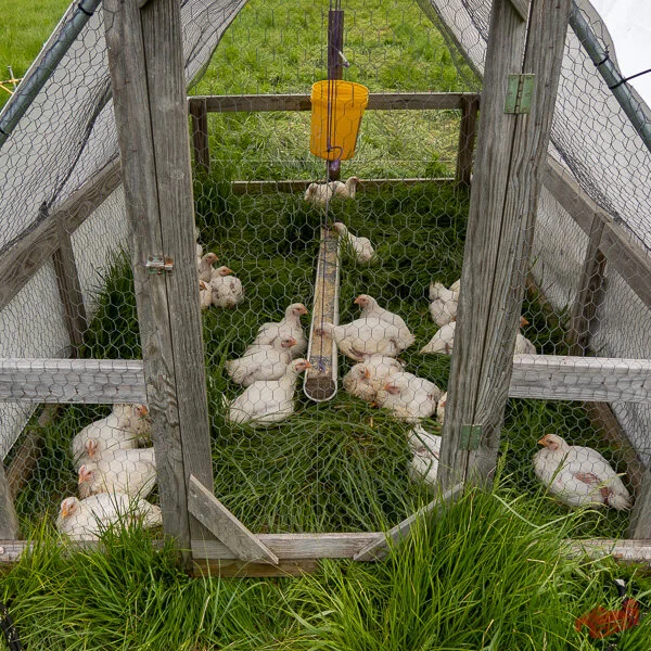 StressFree Chicken Tractor Plans — Farm Marketing Solutions