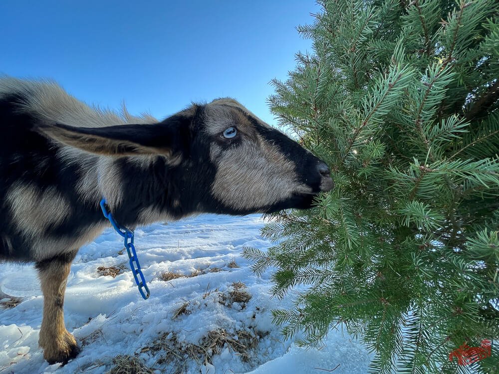 Goats and Christmas Trees