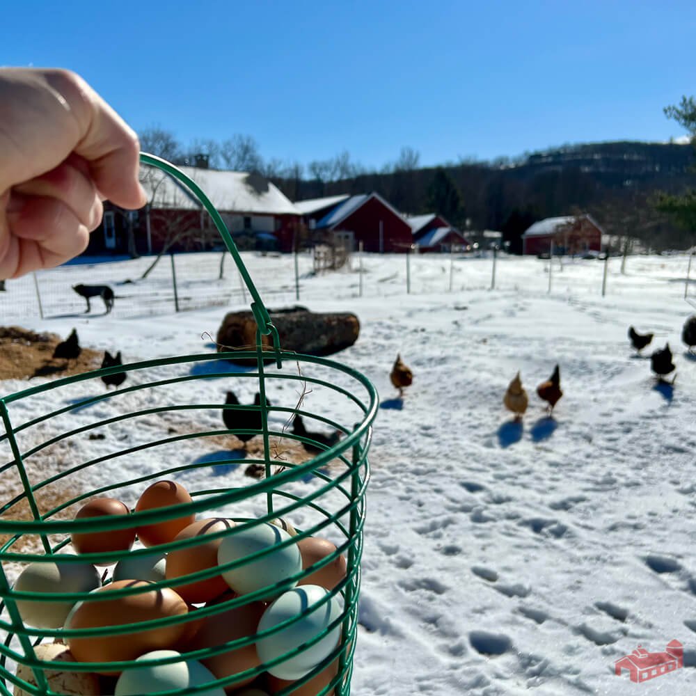 Eggs in the Winter